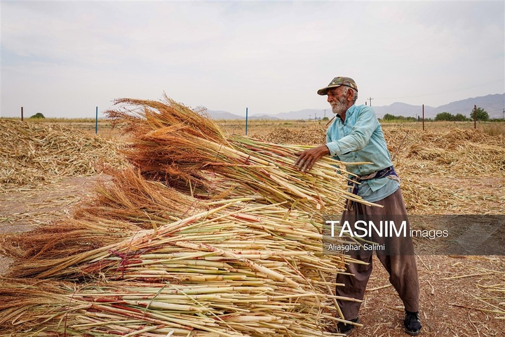 جاروبافی سنتی در روستای ملا حسن - خراسان شمالی