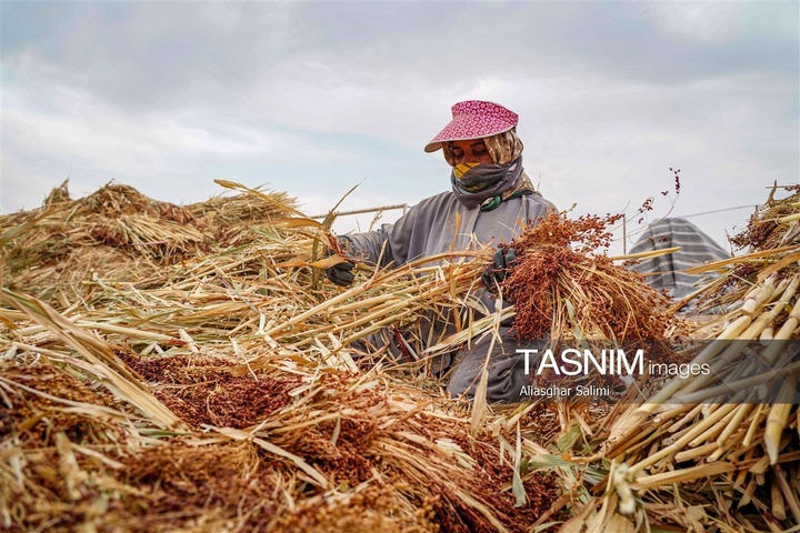 جاروبافی سنتی در روستای ملا حسن - خراسان شمالی