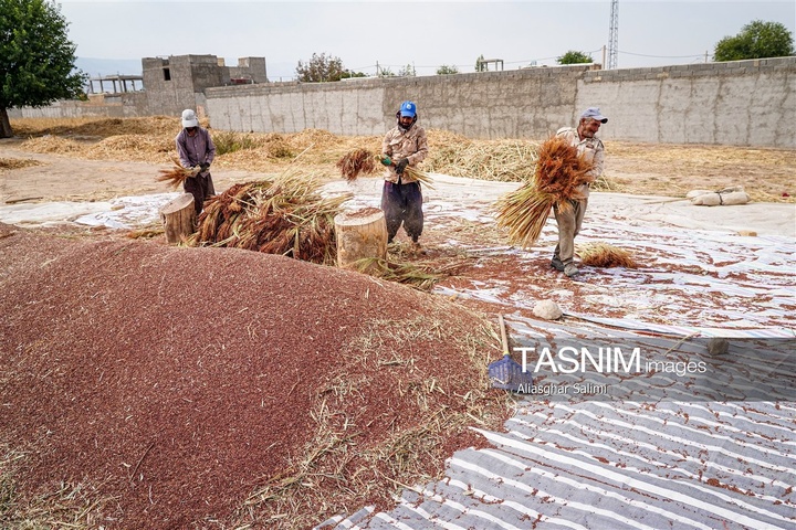 جاروبافی سنتی در روستای ملا حسن - خراسان شمالی