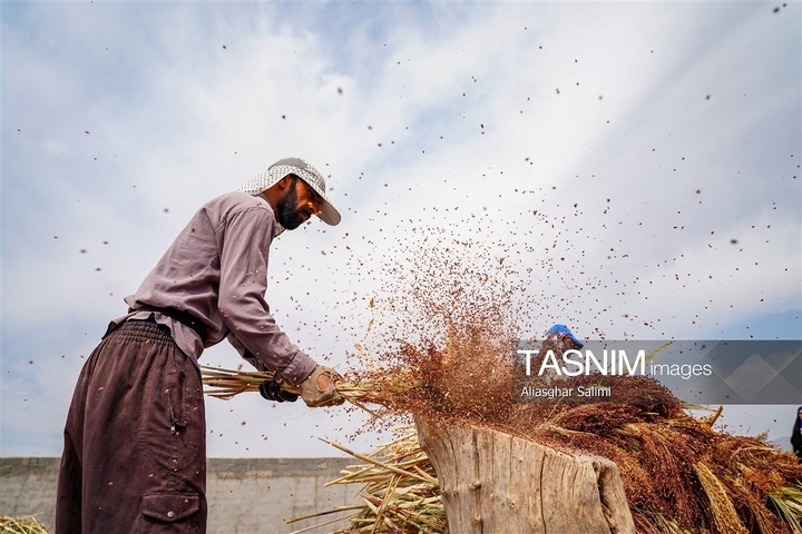 جاروبافی سنتی در روستای ملا حسن - خراسان شمالی