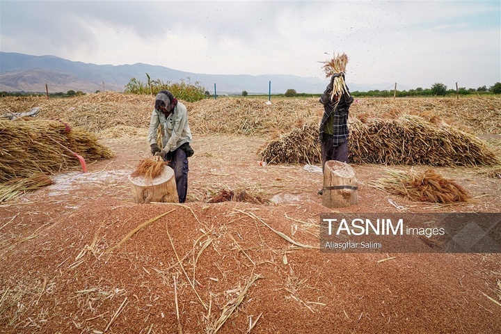 جاروبافی سنتی در روستای ملا حسن - خراسان شمالی