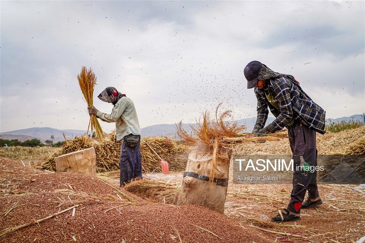 جاروبافی سنتی در روستای ملا حسن - خراسان شمالی