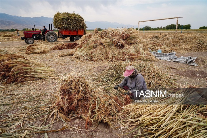 جاروبافی سنتی در روستای ملا حسن - خراسان شمالی
