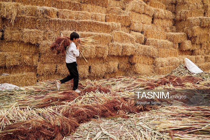جاروبافی سنتی در روستای ملا حسن - خراسان شمالی
