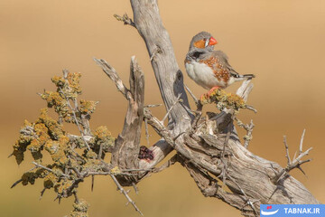 برترین‌های مسابقات عکاسی BirdLife استرالیا