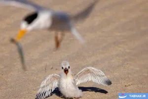 برترین‌های مسابقات عکاسی BirdLife استرالیا