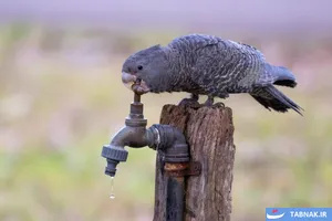 برترین‌های مسابقات عکاسی BirdLife استرالیا