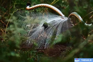 برترین‌های مسابقات عکاسی BirdLife استرالیا