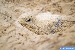 برترین‌های مسابقات عکاسی BirdLife استرالیا