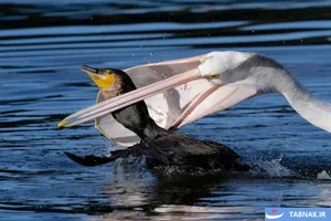 برترین‌های مسابقات عکاسی BirdLife استرالیا
