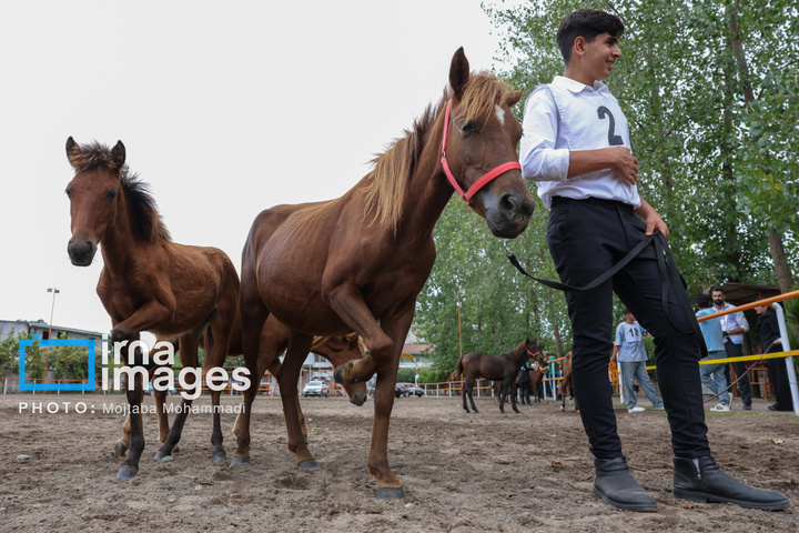 جشنواره زیبایی اسب‌ کاسپین