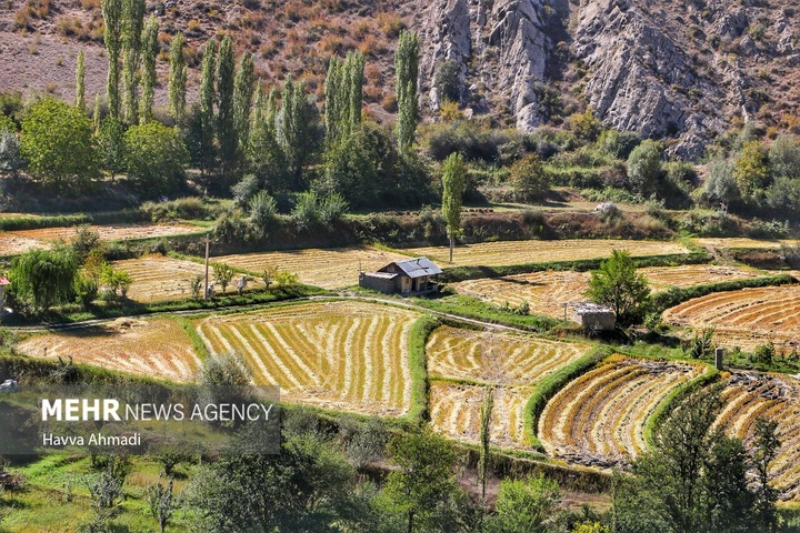 برداشت سنتی برنج در سوادکوه
