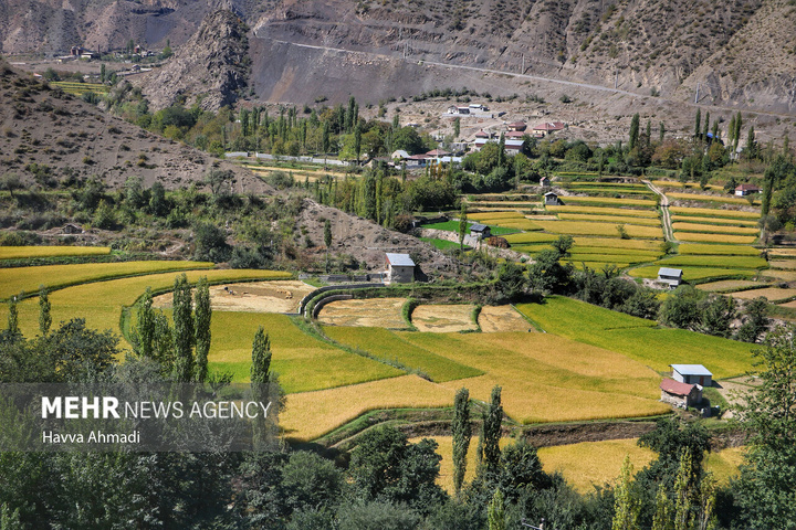 برداشت سنتی برنج در سوادکوه