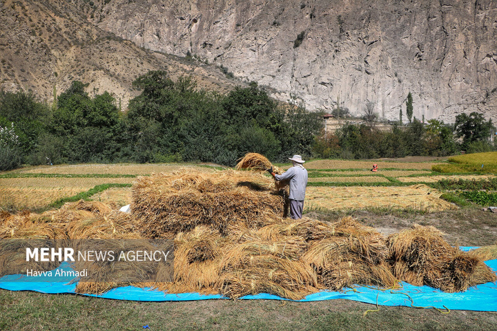 برداشت سنتی برنج در سوادکوه