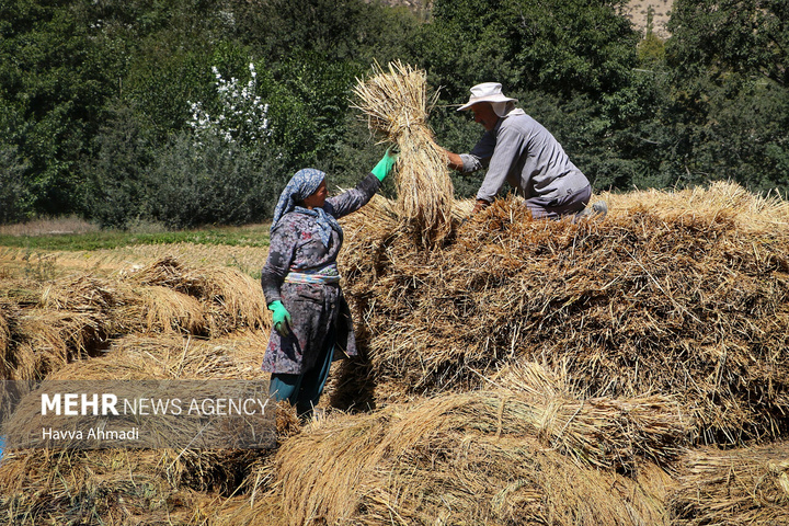 برداشت سنتی برنج در سوادکوه