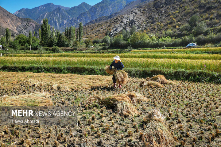 برداشت سنتی برنج در سوادکوه