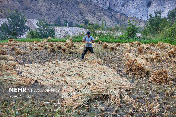 برداشت سنتی برنج در سوادکوه