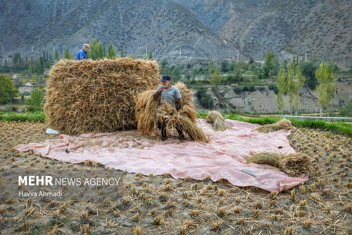 برداشت سنتی برنج در سوادکوه