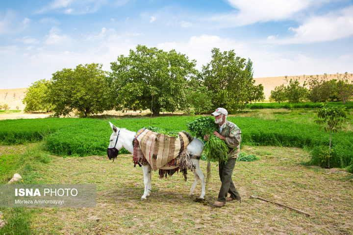یک سال با اهالی «برزنون»، روستایی در دامنه کوه اردلان