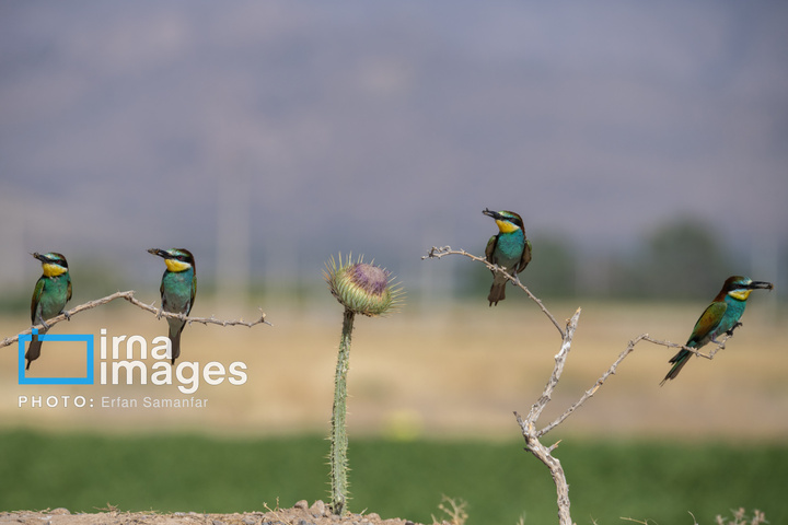 زنبور خوار
