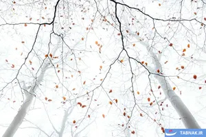 برندگان رقابت عکاسی منظره