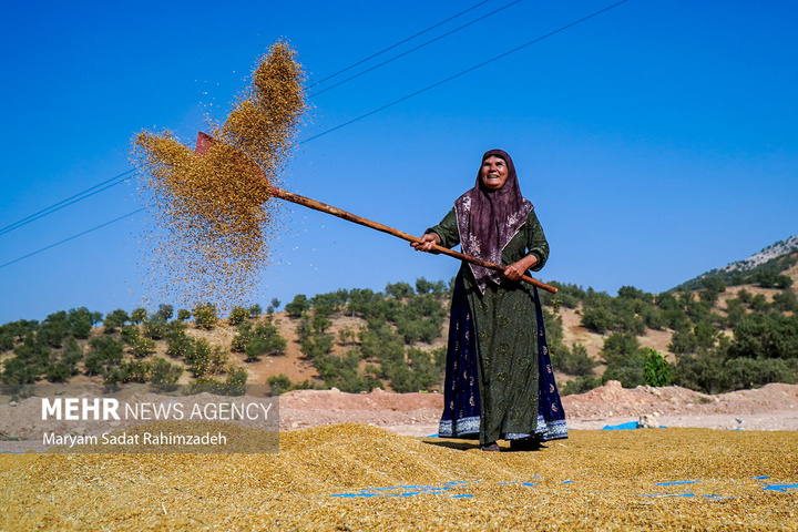 برداشت برنج کامفیروزی
