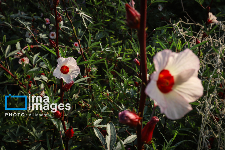 برداشت چای قرمز در روستای علوه