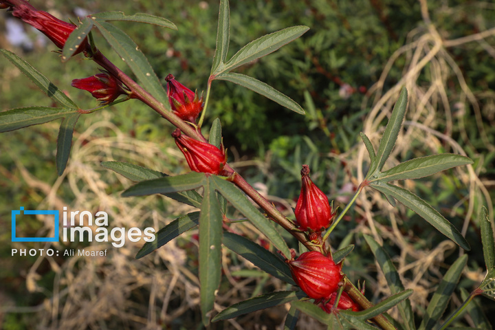 برداشت چای قرمز در روستای علوه