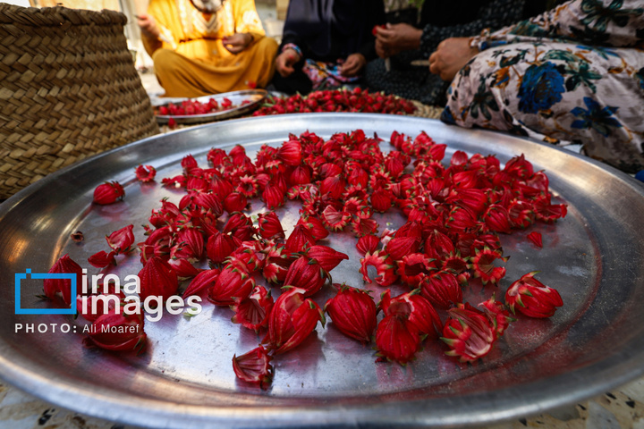 برداشت چای قرمز در روستای علوه