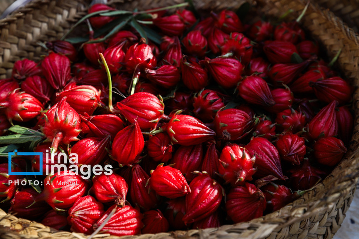 برداشت چای قرمز در روستای علوه