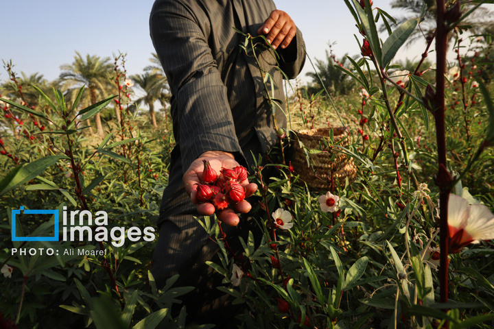 برداشت چای قرمز در روستای علوه