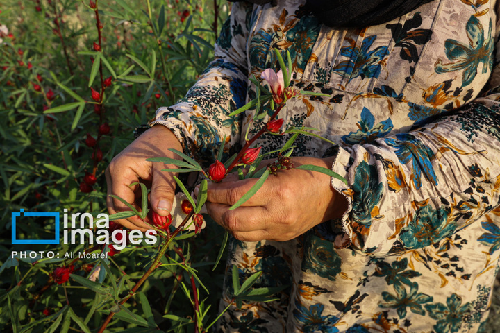 برداشت چای قرمز در روستای علوه