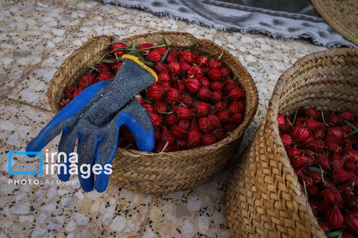 برداشت چای قرمز در روستای علوه