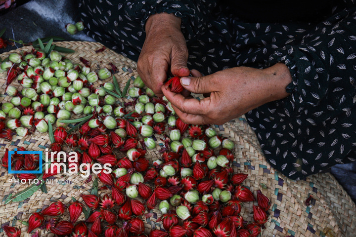 برداشت چای قرمز در روستای علوه