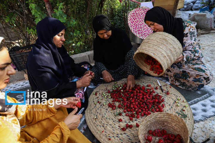 برداشت چای قرمز در روستای علوه