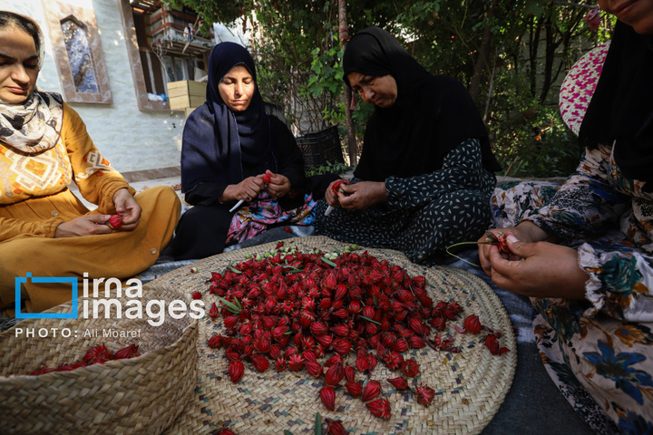 برداشت چای قرمز در روستای علوه