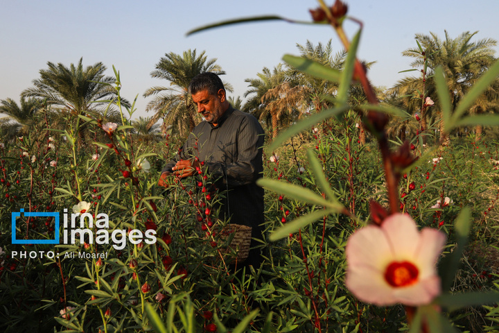 برداشت چای قرمز در روستای علوه