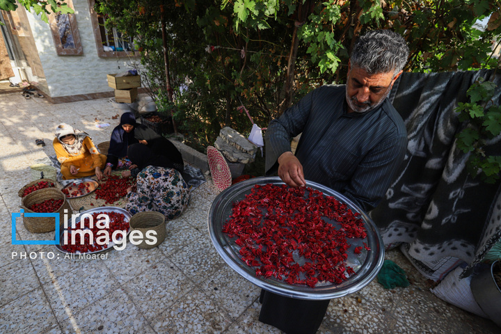 برداشت چای قرمز در روستای علوه