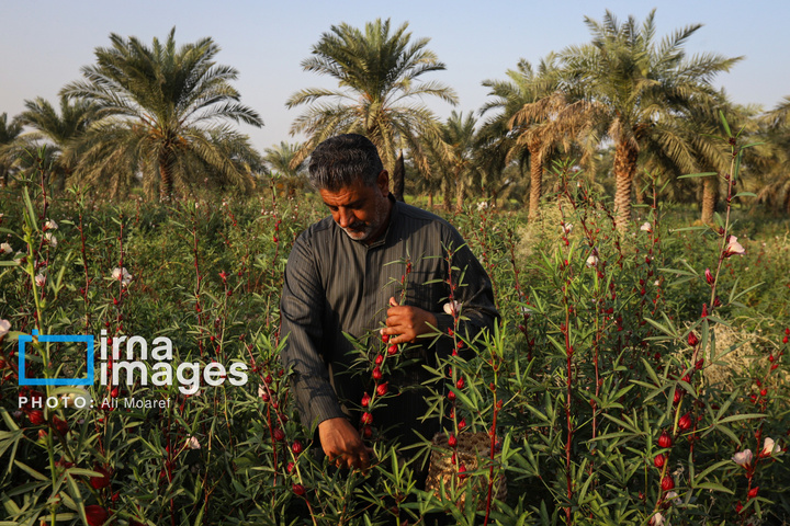 برداشت چای قرمز در روستای علوه