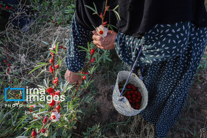 برداشت چای قرمز در روستای علوه