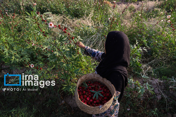 برداشت چای قرمز در روستای علوه