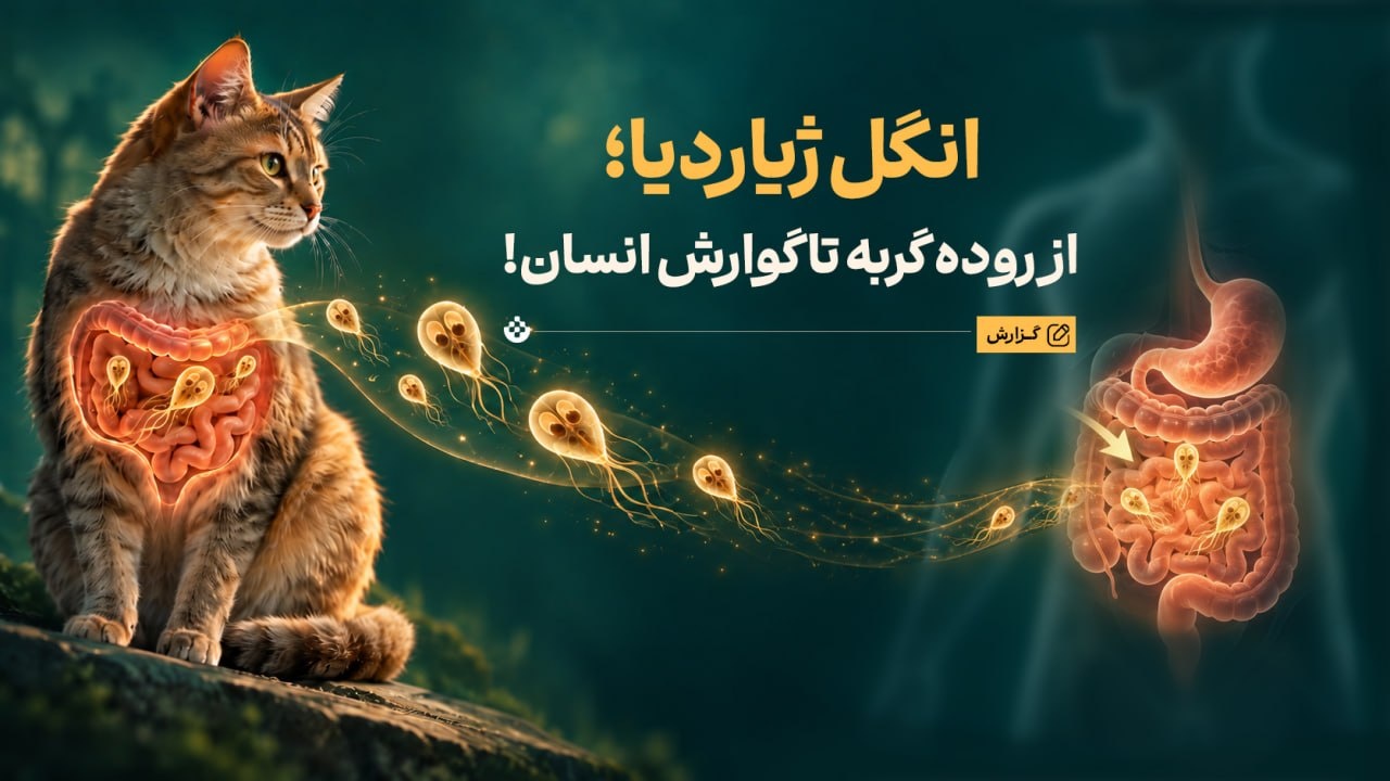 انگل ژیاردیا؛ از روده گربه تا گوارش انسان!