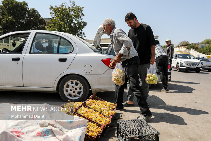 فصل انگور در دامنه سبلان