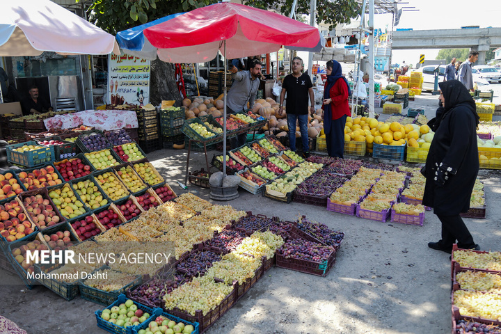 فصل انگور در دامنه سبلان