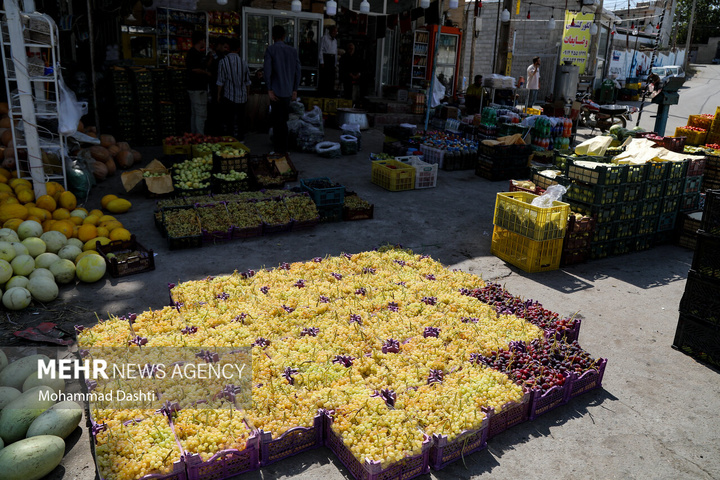 فصل انگور در دامنه سبلان