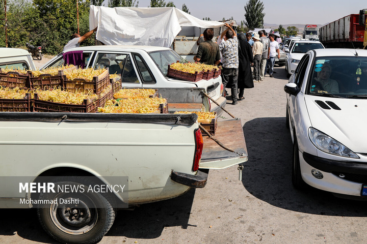 فصل انگور در دامنه سبلان