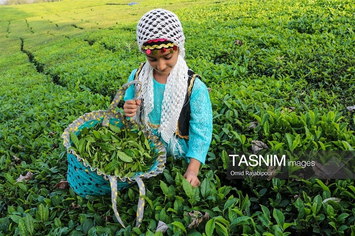 برداشت چای در رحیم آباد گیلان