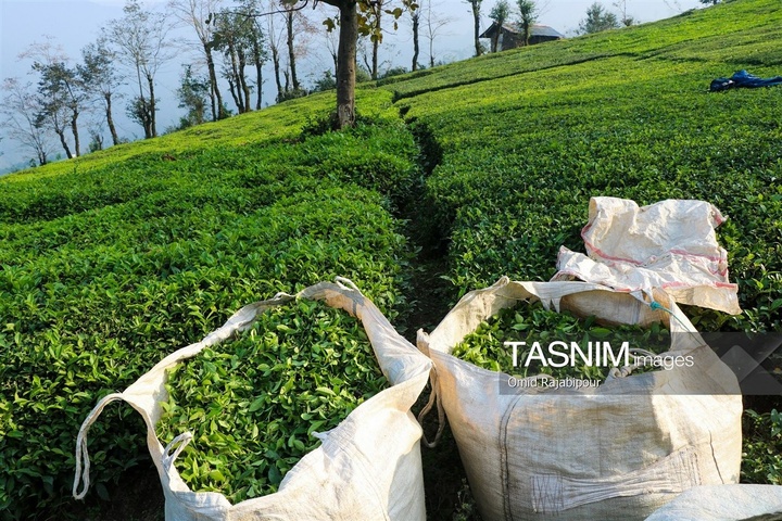 برداشت چای در رحیم آباد گیلان