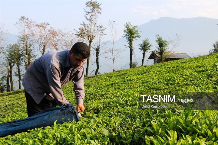 برداشت چای در رحیم آباد گیلان