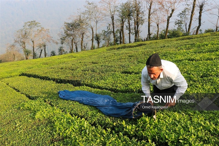 برداشت چای در رحیم آباد گیلان